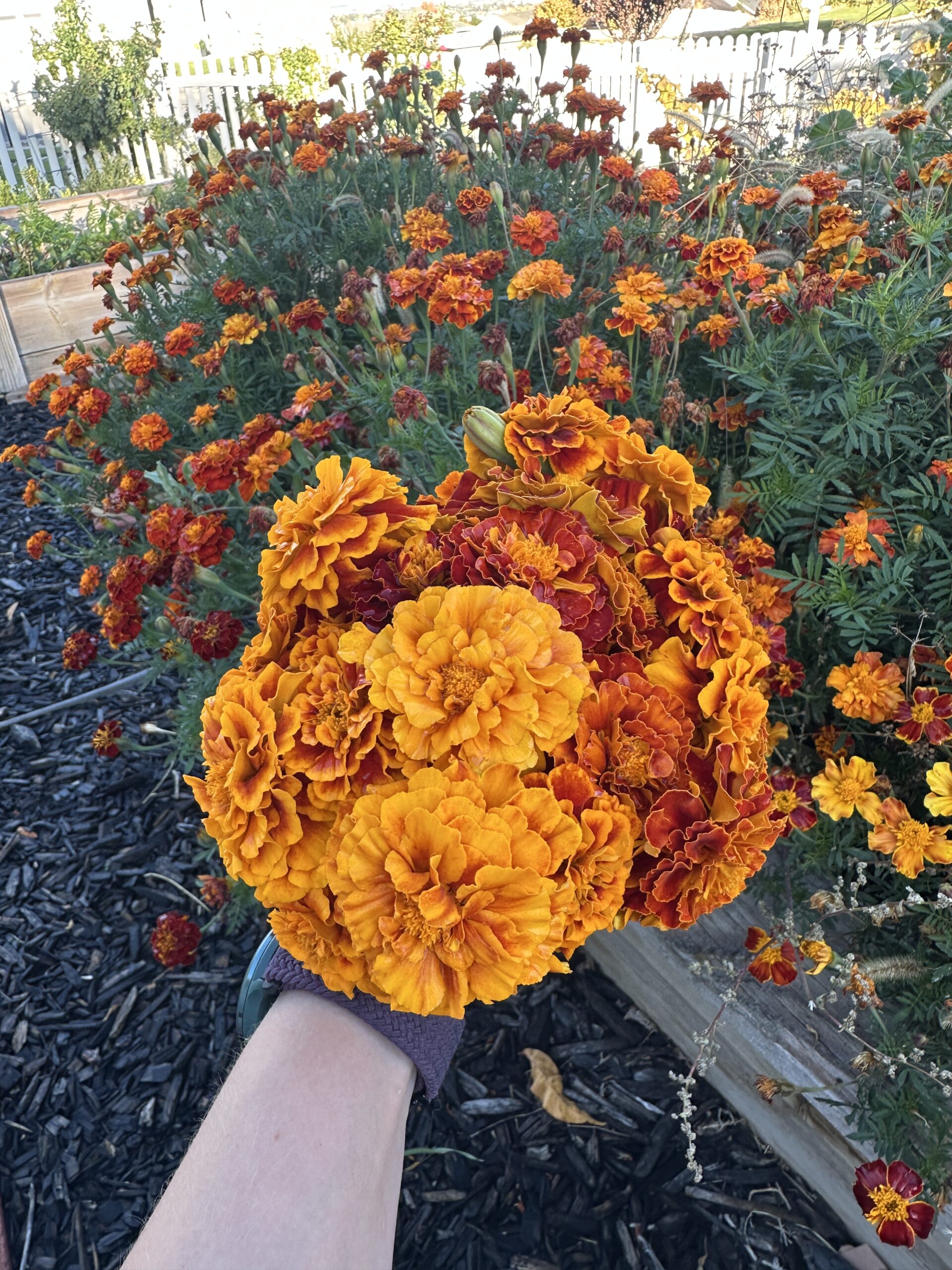 Marigolds in a flower bed, and a bouquet of marigolds that's been picked and is being held